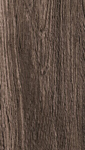 Acorn